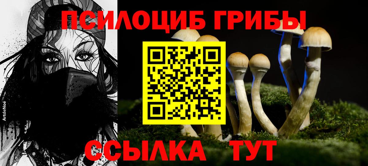 Псилоцибиновые грибы Psilocybine cubensis Сокол